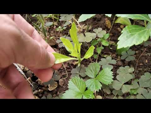 Пахизандра верхушечная (Pachysandra terminalis) в Симферополе