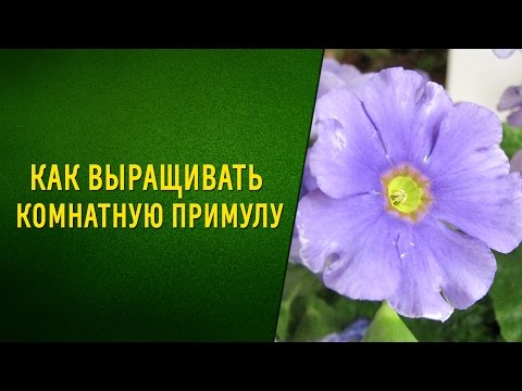 Как выращивать комнатную примулу