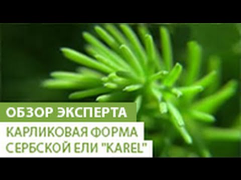 Карликовая форма сербской ели &quot;Karel&quot;. Особенности. Уход за сербской елью &quot;Karel&quot;.