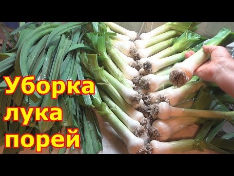 Лук порей - выращивание и уход. Когда убирать и как хранить лук порей в домашних условиях.