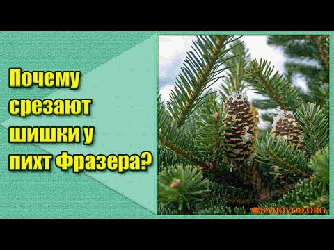 Почему срезают шишки у пихт Фразера?