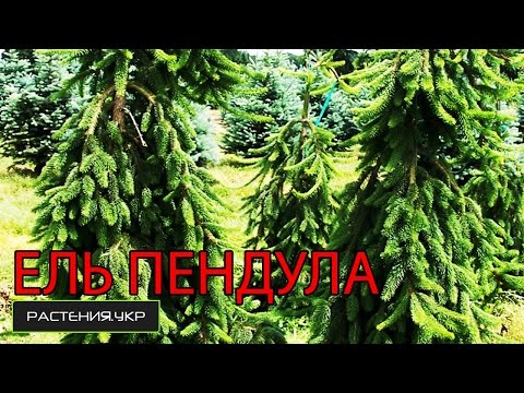 Ель Пендула / Ель посадка и уход / хвойные растения