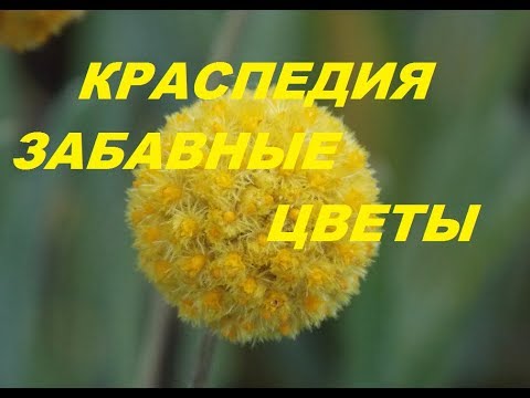 ВЫРАСТИТЬ КРАСПЕДИЮ НЕ СЛОЖНО!