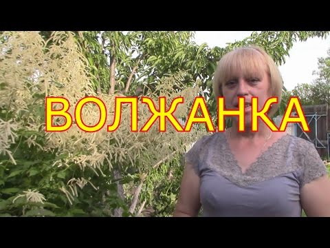 ВОЛЖАНКА