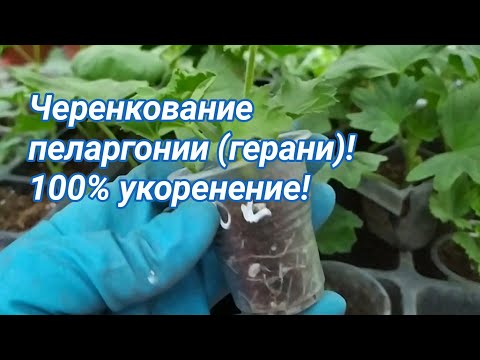 Черенкование пеларгонии (герани) быстро и просто! 100% укоренение!