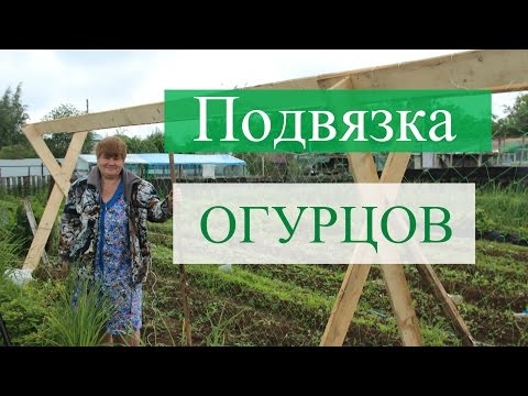 Как подвязать огурцы в открытом грунте. (06.06.16)