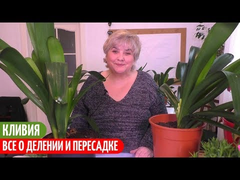 Деление и Пересадка КЛИВИИ - ПОДРОБНЫЙ ОБЗОР. Мои цветы. Мой опыт.