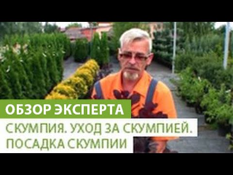 гиацинты посадка и уход в открытом грунте в сибири