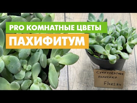 Растение для южного окна. Пахифитум - интересный комнатный суккулент.