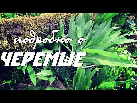 Подробно о ЧЕРЕМШЕ / Ramson