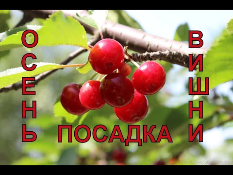 Посадка вишни осенью в своём саду на дачном участке. Старый деревенский способ.