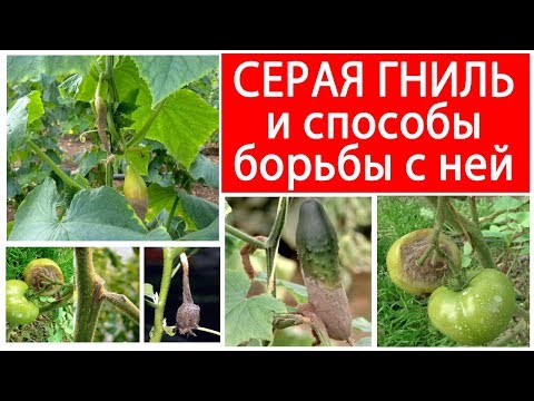 СЕРАЯ ГНИЛЬ И СПОСОБЫ БОРЬБЫ С НЕЙ