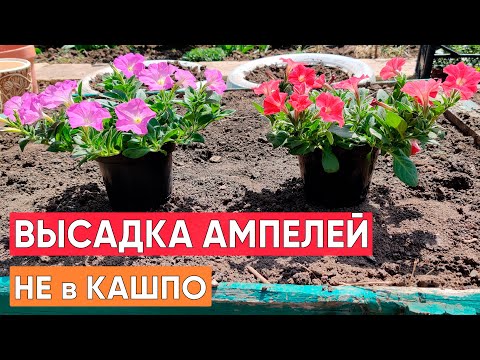 Высадка АМПЕЛЬНЫХ петуний для пышного длительного цветения. Высадка петуний НЕ в кашпо!