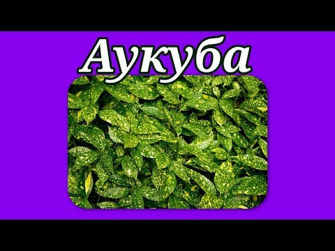 Аукуба. Уход в домашних условиях