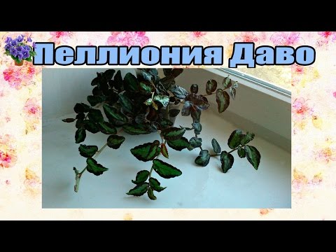 Комнатное растение пеллиония Даво (Pellionia daveauana) содержание и уход