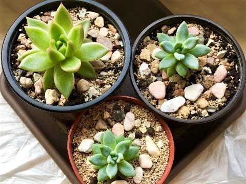 ЭХЕВЕРИЯ - секреты в уходе, полив, условия содержания. ECHEVERIA