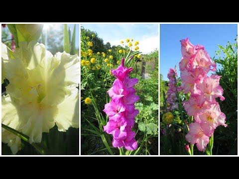 ГЛАДИОЛУСЫ. Осенняя выкопка и хранение клубнелуковиц // How To Store Gladiolus For The Winter