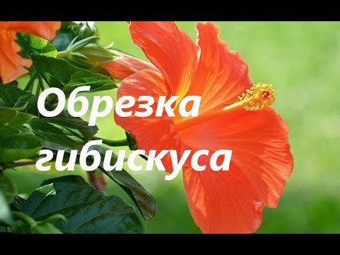 Китайская роза (Гибискус)