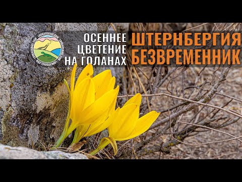 Осеннее цветение на Голанских высотах - Штернбергия и Безвременник