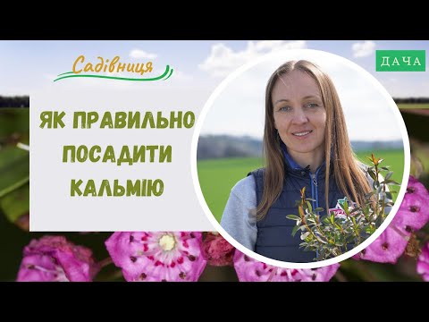 Як правильно посадити Кальмію? Догляд та Розмноження Кальмії.