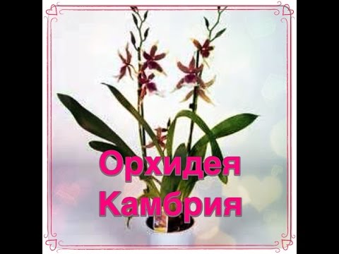орхидея Камбрия