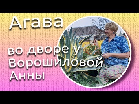Агава - очень живучий суккулент / Сад Ворошиловой