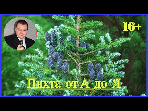 👉 #Пихта от А до Я 🌲🌲🌲 #Стратификация семян 🌲 посев семян 🌲 пересадка сеянцев в горшки.