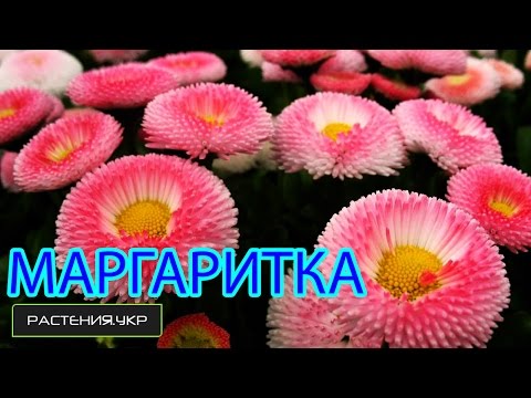 Маргаритки уход / многолетние низкорослые цветы