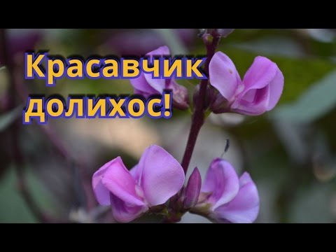 Вьющиеся растения для живой изгороди! Долихос для летней живой изгороди!