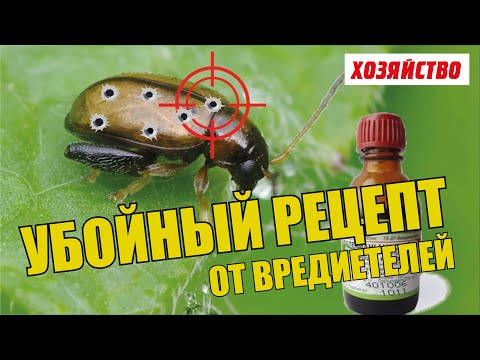 Мега-рецепт от вредителей. Такого в магазине не купите