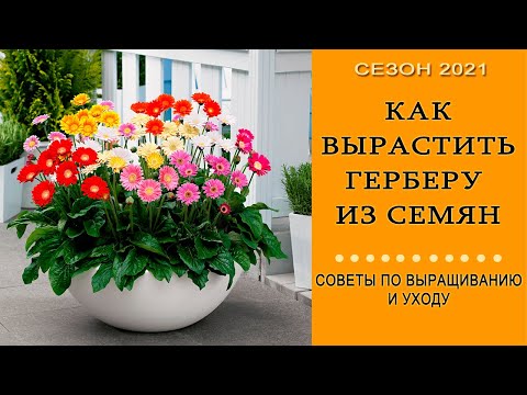 Гербера уход и размножение. Посев семян! | PRO-САД Волгоград | Дзен