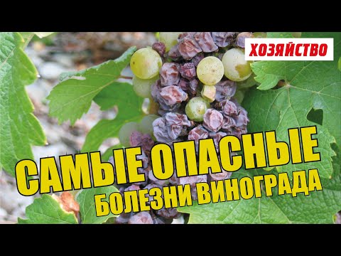 Опасные болезни винограда и как с ними бороться