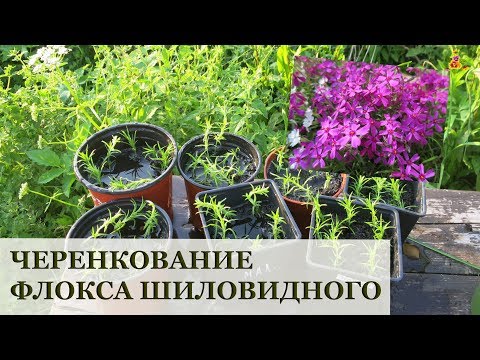 Флокс шиловидный - размножение черенками