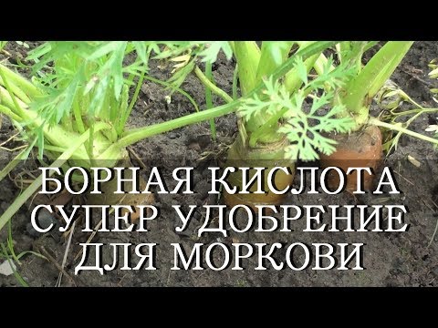 БОРНАЯ КИСЛОТА СУПЕР УДОБРЕНИЕ ДЛЯ УРОЖАЯ МОРКОВИ