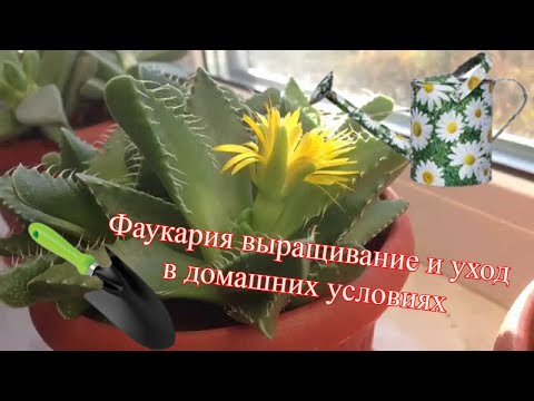 Фаукария выращивание и уход в домашних условиях