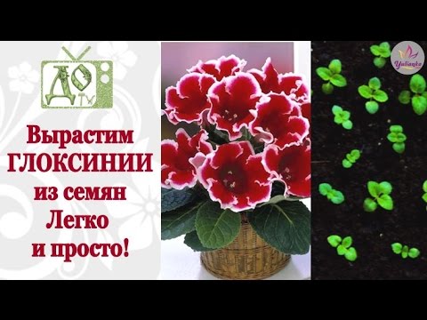 Выращивание ГЛОКСИНИИ из семян. Весь процесс от посева до всходов