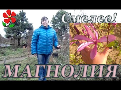 Вырастить магнолию ОЧЕНЬ ЛЕГКО! Самый красивый кустарник наших широт!