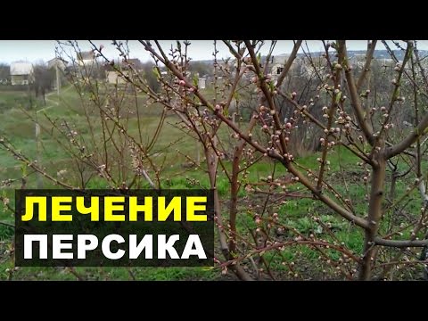 Болезни и вредители персика