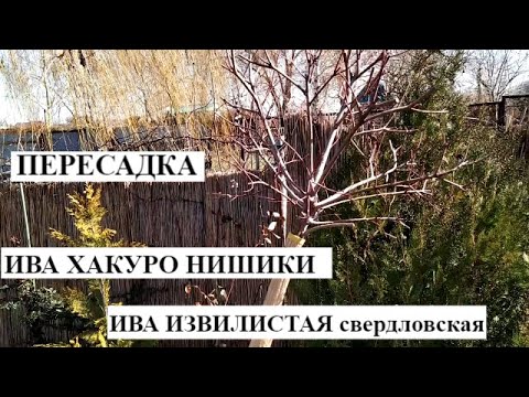 ИВА ХАКУРО НИШИКИ в саду , ПЕРЕСАДКА , выбор места | ИВА ИЗВИЛИСТАЯ свердловская