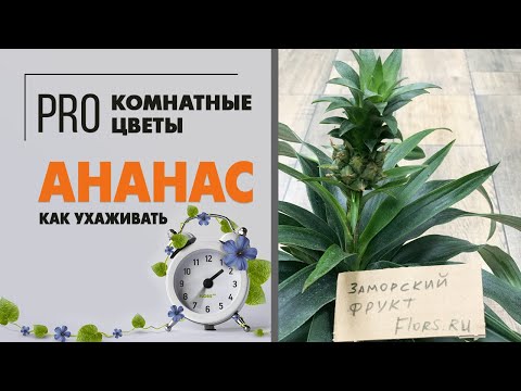 Домашний Ананас к праздничному столу | Ананас Элин Грин