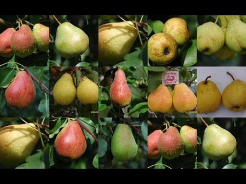 Сорта груш Pear