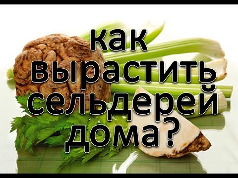 Как выращивать сельдерей на подоконнике?