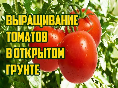 ВЫРАЩИВАНИЕ ТОМАТОВ В ОТКРЫТОМ ГРУНТЕ / ПОМИДОРЫ ОТ ВЫСАДКИ ДО СБОРА УРОЖАЯ