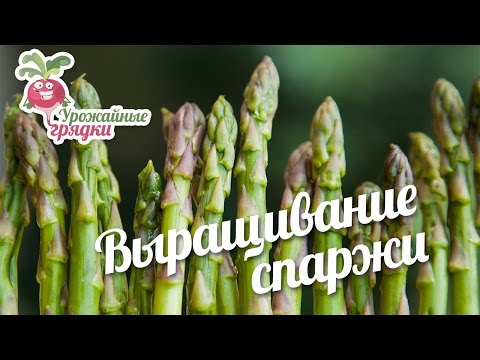 Выращивание спаржи. Урожайные грядки.