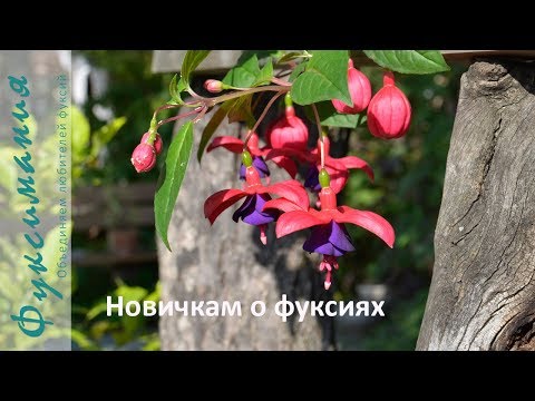 Новичкам о фуксиях