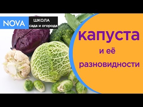 Сорта капусты. Разновидности и сорта капусты.Обзор.NOVA