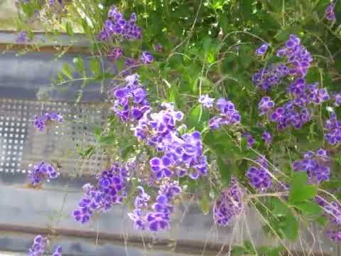 Красавица Дуранта ползучая (Duranta erecta (repens) LКирьят-Ям.Израиль.Israel