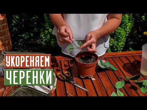 Размножение гортензии черенками 🌱 Как не допустить ошибок? / Садовый гид