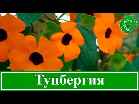 Цветок тунбергия – посадка и уход, выращивание тунбергии из семян