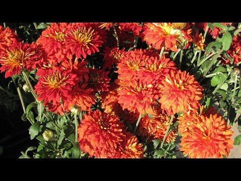 Как сажать хризантемы осенью
